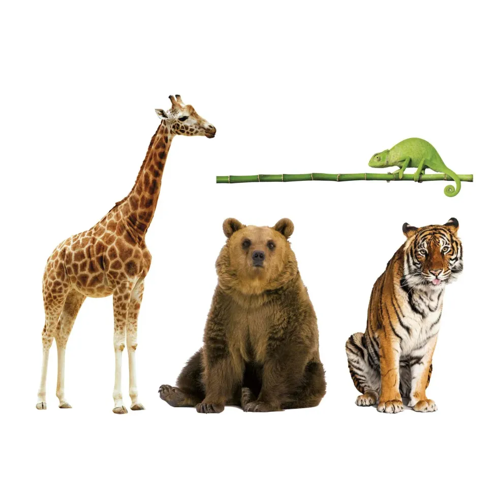 Animali Da Record