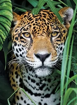 Clementoni High Quality Collection Puzzle Jaguar In The Jungle 500 Pezzi