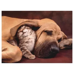 Clementoni Puzzle High Quality Collection Cuddles 500 Pezzi, Puzzle Adulti