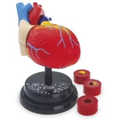 Cuore Modello Anatomico In 3D