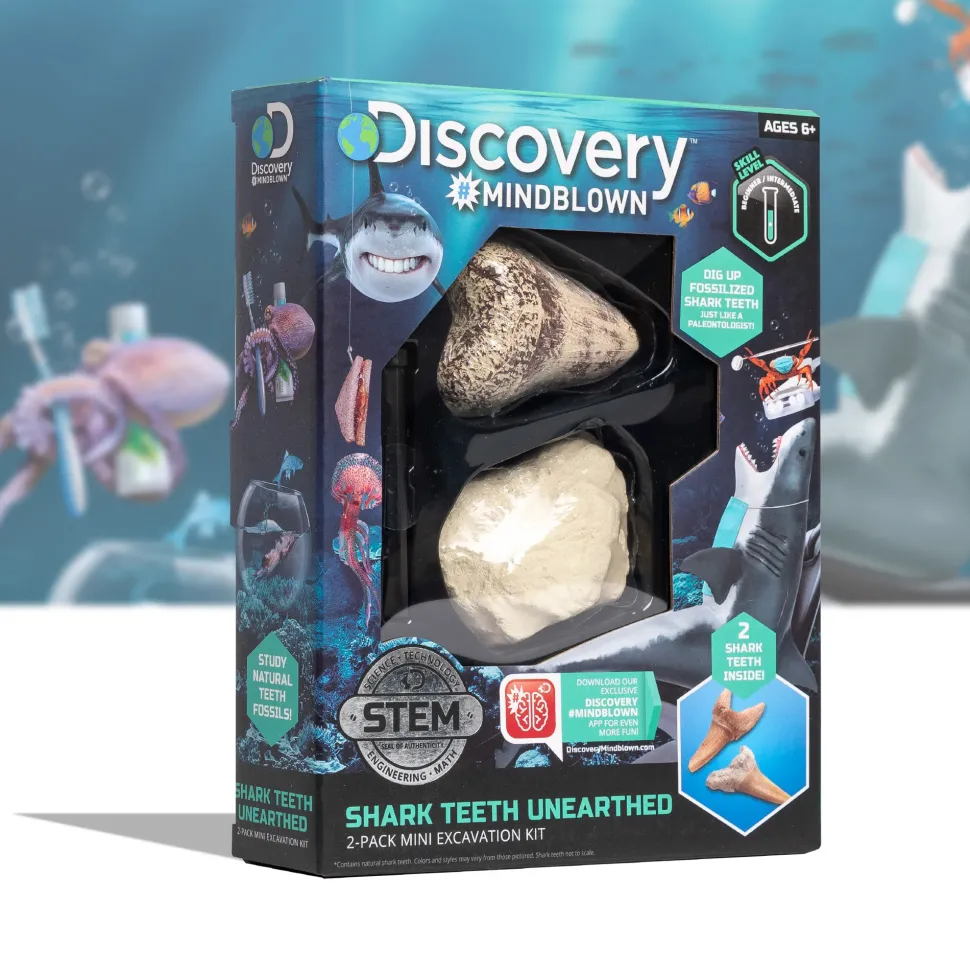 Kit Paleontologo Con 2 Denti Di Squalo