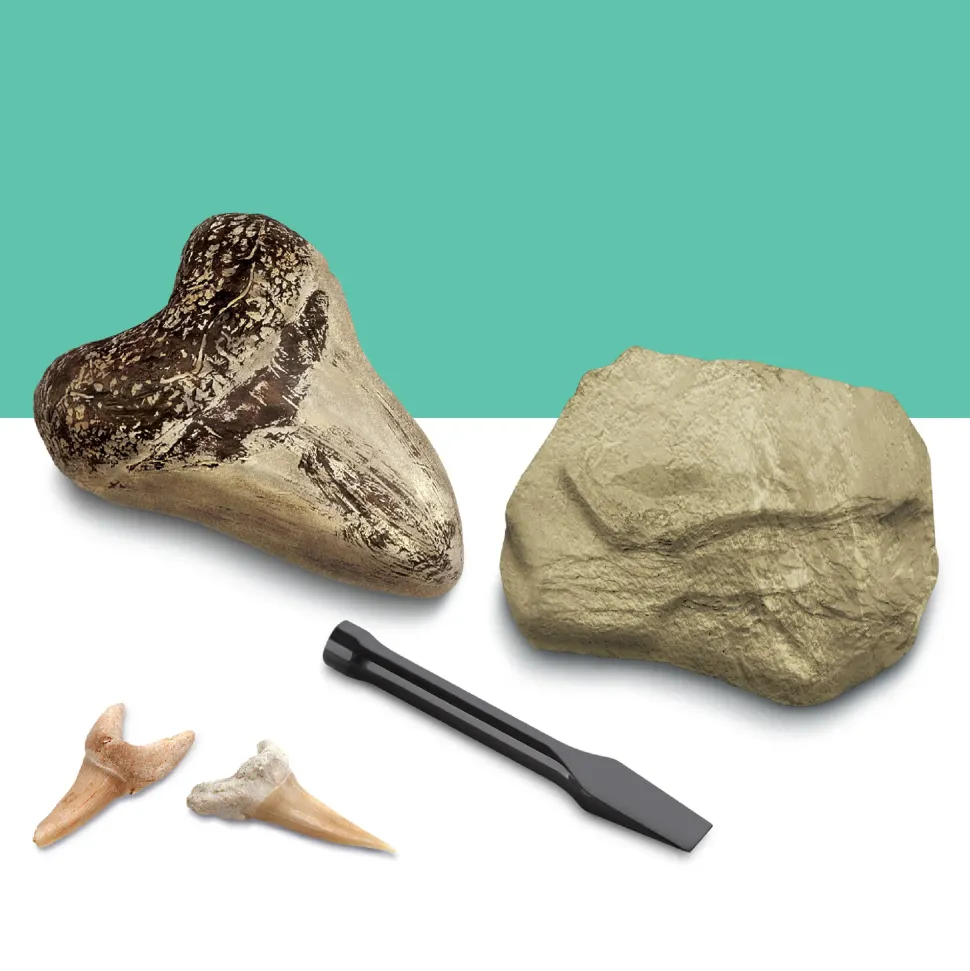 Kit Paleontologo Con 2 Denti Di Squalo