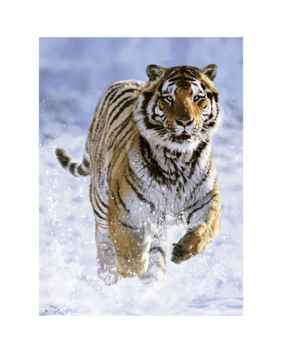 Ravensburger Puzzle 500 Pezzi Tigre Sulla Neve